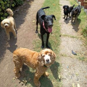 Hotel para perros y gatos en Ñuñoa. Cuidado y alojamiento seguro para mascotas con atención personalizada.